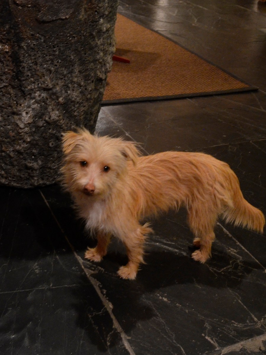 New dog! and a Sundried Tomato&nbsp;Pesto